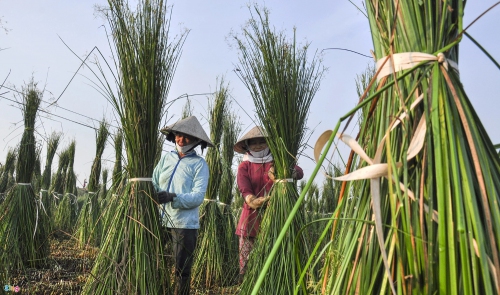 Mùa thu hoạch chiếu cói ở Bình Định